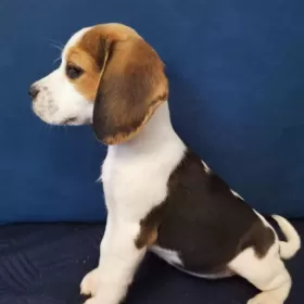 Szczenięta Beagle Tricolor