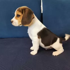 Szczenięta Beagle Tricolor
