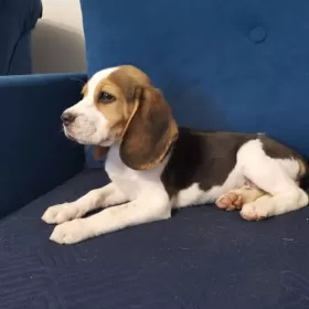 Szczenięta Beagle Tricolor