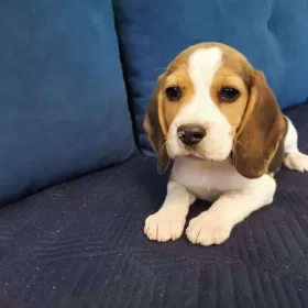 Szczenięta Beagle Tricolor