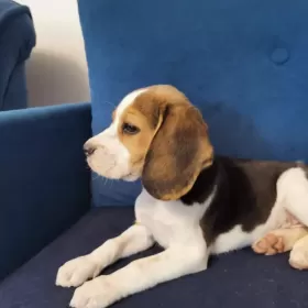 Szczenięta Beagle Tricolor