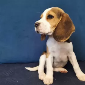 Szczenięta Beagle Tricolor