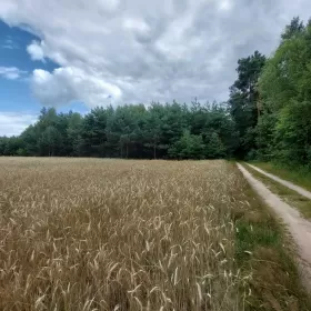 Działka blisko zalewu i pod lasem