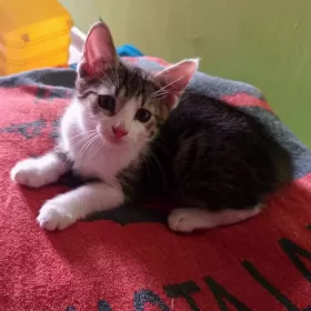 Kociakiiìiiiiiiiiiiii