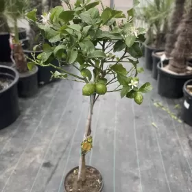 Cytryna / Citrus Limon / Wys. 120-140cm / Szczepiona / Owocująca