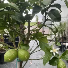 Cytryna / Citrus Limon / Wys. 120-140cm / Szczepiona / Owocująca