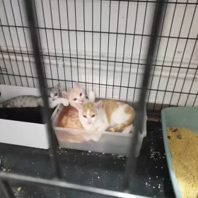 Wyrwane z głodu i widma śmierci