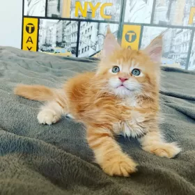 Gryzio Bohun*Pl Kocurek Maine Coon, FPL