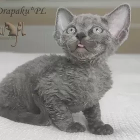 uroczy niebieski kocurek Devon Rex trójmiasto