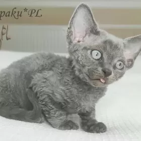 uroczy niebieski kocurek Devon Rex trójmiasto
