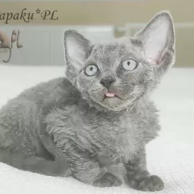 uroczy niebieski kocurek Devon Rex trójmiasto
