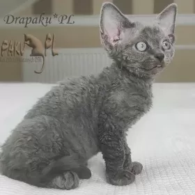 uroczy niebieski kocurek Devon Rex trójmiasto