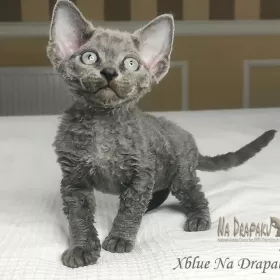 uroczy niebieski kocurek Devon Rex trójmiasto