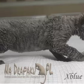 uroczy niebieski kocurek Devon Rex trójmiasto