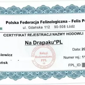 uroczy niebieski kocurek Devon Rex trójmiasto
