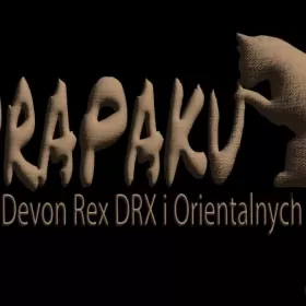uroczy niebieski kocurek Devon Rex trójmiasto
