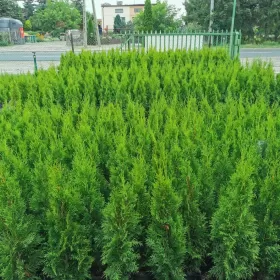 Tuja szmaragd 85-105cm tuje szmaragdowe szmaragdowa