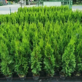 Tuja szmaragd 85-105cm tuje szmaragdowe szmaragdowa