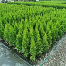Tuja szmaragd 85-105cm tuje szmaragdowe szmaragdowa