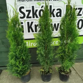 Tuja szmaragd 85-105cm tuje szmaragdowe szmaragdowa