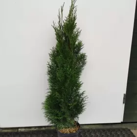 Tuja szmaragd 85-105cm tuje szmaragdowe szmaragdowa