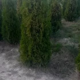tuja szmaragd 170-180cm