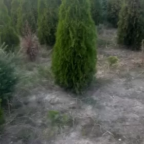 tuja szmaragd 170-180cm