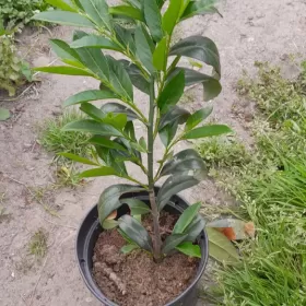 laurowiśnia 60-70cm promocja