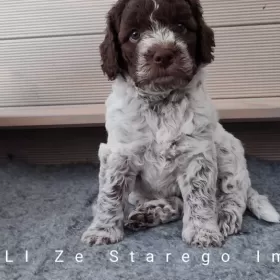 Lagotto Romagnolo po wybitnym reproduktorze ZKwP Warszawa FCI Deresze