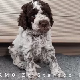 Lagotto Romagnolo po wybitnym reproduktorze ZKwP Warszawa FCI Deresze