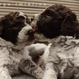 Lagotto Romagnolo po wybitnym reproduktorze ZKwP Warszawa FCI Deresze