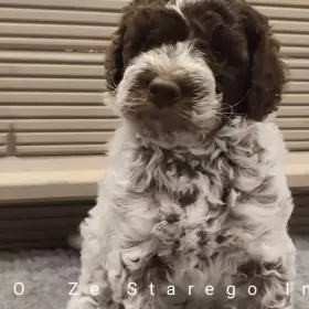 Lagotto Romagnolo po wybitnym reproduktorze ZKwP Warszawa FCI Deresze