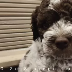 Lagotto Romagnolo po wybitnym reproduktorze ZKwP Warszawa FCI Deresze