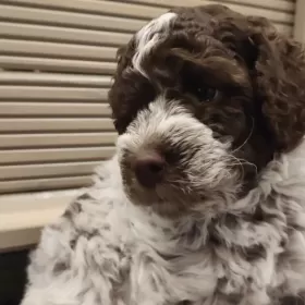 Lagotto Romagnolo po wybitnym reproduktorze ZKwP Warszawa FCI Deresze