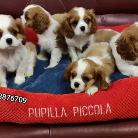 Cavalier King Charles Spaniel