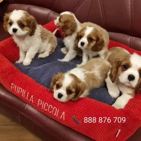 Cavalier King Charles Spaniel