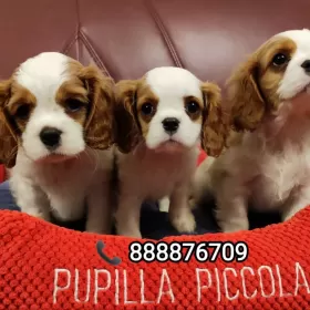 Cavalier King Charles Spaniel