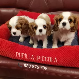 Cavalier King Charles Spaniel