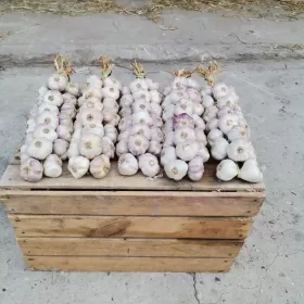 Czosnek w warkoczu 5x20 glowek