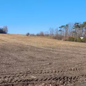 Mulczer leśny | Wycinka drzew | Mulczowanie | Karczowanie