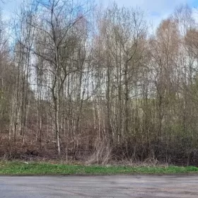 Mulczer leśny | Wycinka drzew | Mulczowanie | Karczowanie