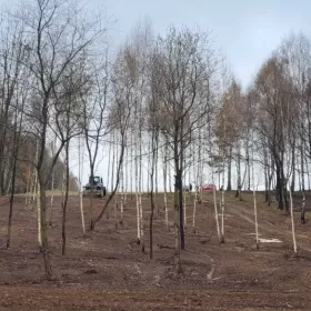 Mulczer leśny | Wycinka drzew | Mulczowanie | Karczowanie