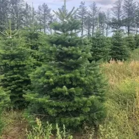 JODLA KAUKASKA !!! HURT !!! 225 - 300 CM ! Choinki ! Piękne! Najtaniej Dostepna od 20.11.2023r.