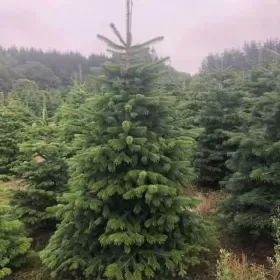 JODLA KAUKASKA !!! HURT !!! 200 - 280 CM ! Choinki ! Piękne! Najtaniej. Dostępna od 20.11.2023r.