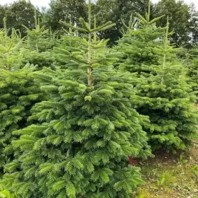 Jodla Kaukaska Cięta ! Hurt ! 120 - 170 cm! Najtaniej ! Choinki