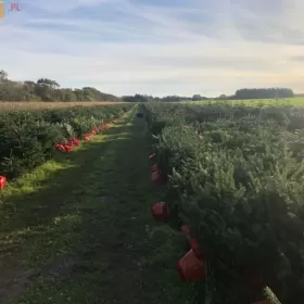 JODLA KAUKASKA ! 120 - 160CM ! W Donicy ! Alwernia ! Z Korzeniem! Dostępna od 20.11.2023r.