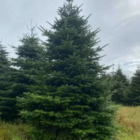 Jodła Kaukaska z Dani 280 - 350 cm ! Mega choinka Duża ! Hurt Alwernia