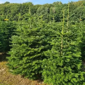 Jodła Kaukaska z Dani 280 - 350 cm ! Mega choinka Duża ! Hurt Alwernia