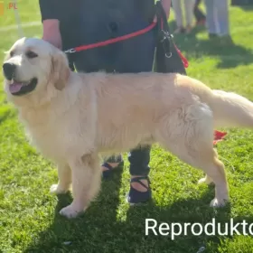 Golden Retriever REPRODUKTOR po Championie Polski