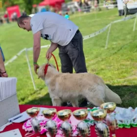 Golden Retriever REPRODUKTOR po Championie Polski